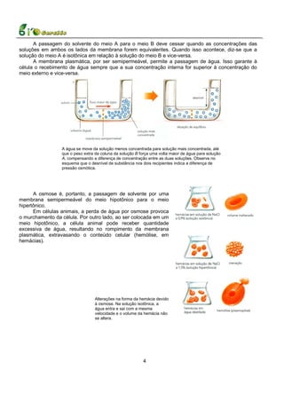 A passagem do solvente do meio A para o meio B deve cessar quando as concentrações das
soluções em ambos os lados da membrana forem equivalentes. Quando isso acontece, diz-se que a
solução do meio A é isotônica em relação à solução do meio B e vice-versa.
      A membrana plasmática, por ser semipermeável, permite a passagem de água. Isso garante à
célula o recebimento de água sempre que a sua concentração interna for superior à concentração do
meio externo e vice-versa.




                 A água se move da solução menos concentrada para solução mais concentrada, até
                 que o peso extra da coluna da solução B força uma volta maior de água para solução
                 A, compensando a diferença de concentração entre as duas soluções. Observe no
                 esquema que o desnível de substância nos dois recipientes indica a diferença de
                 pressão osmótica.




      A osmose é, portanto, a passagem de solvente por uma
membrana semipermeável do meio hipotônico para o meio
hipertônico.
      Em células animais, a perda de água por osmose provoca
o murchamento da célula. Por outro lado, ao ser colocada em um
meio hipotônico, a célula animal pode receber quantidade
excessiva de água, resultando no rompimento da membrana
plasmática, extravasando o conteúdo celular (hemólise, em
hemácias).




                                  Alterações na forma da hemácia devido
                                  à osmose. Na solução isotônica, a
                                  água entra e sai com a mesma
                                  velocidade e o volume da hemácia não
                                  se altera.




                                                           4
 