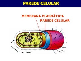 PAREDE CELULAR




       xx/xx     17
 