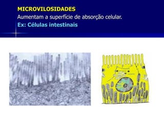 MICROVILOSIDADES
Aumentam a superfície de absorção celular.
Ex: Células intestinais




                           xx/xx             21
 