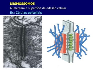 DESMOSSOMOS
Aumentam a superfície de adesão celular.
Ex: Células epiteliais




                          xx/xx            22
 