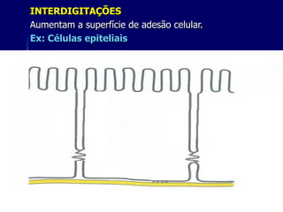 INTERDIGITAÇÕES
Aumentam a superfície de adesão celular.
Ex: Células epiteliais




                          xx/xx            23
 