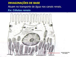 INVAGINAÇÕES DE BASE
Atuam no transporte de água nos canais renais.
Ex: Células renais




                          xx/xx                  24
 