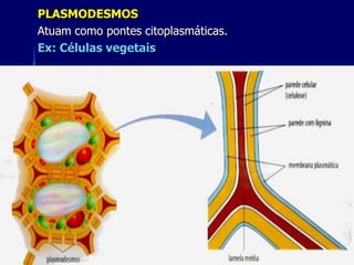 PLASMODESMOS
Atuam como pontes citoplasmáticas.
Ex: Células vegetais




                          xx/xx      25
 