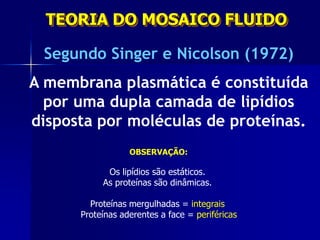 TEORIA DO MOSAICO FLUIDO

 Segundo Singer e Nicolson (1972)
A membrana plasmática é constituída
  por uma dupla camada de lipídios
disposta por moléculas de proteínas.
                  OBSERVAÇÃO:

            Os lipídios são estáticos.
           As proteínas são dinâmicas.

        Proteínas mergulhadas = integrais
      Proteínas aderentes a face = periféricas
 