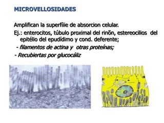 MICROVELLOSIDADES

Amplifican la superfíiie de absorcion celular.
Ej.: enterocitos, túbulo proximal del rinõn, estereocilios del
   epitélio del epudídimo y cond. deferente;
 - filamentos de actina y otras proteínas;
- Recubiertas por glucocáliz
 