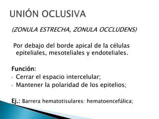 (ZONULA ESTRECHA, ZONULA OCCLUDENS)

Por debajo del borde apical de la células
 epiteliales, mesoteliales y endoteliales.

Función:
• Cerrar el espacio intercelular;
• Mantener la polaridad de los epitelios;


Ej.: Barrera hematotisulares: hematoencefálica;
 