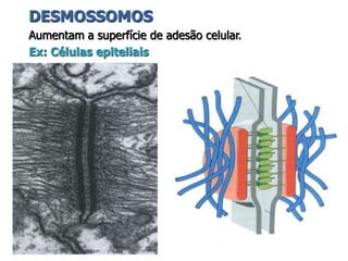 DESMOSSOMOS
Aumentam a superfície de adesão celular.
Ex: Células epiteliais
 