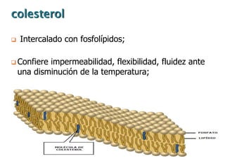 colesterol

   Intercalado con fosfolípidos;

 Confiere  impermeabilidad, flexibilidad, fluidez ante
    una disminución de la temperatura;
 