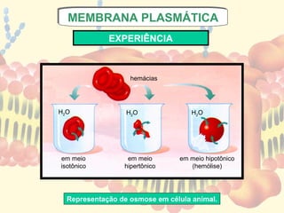 MEMBRANA PLASMÁTICA
  MEMBRANA PLASMÁTICA
             EXPERIÊNCIA



                   hemácias




H2O               H2O              H2O




em meio           em meio       em meio hipotônico
isotônico        hipertônico       (hemólise)




  Representação de osmose em célula animal.
 