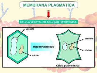 MEMBRANA PLASMÁTICA
 MEMBRANA PLASMÁTICA



CÉLULA VEGETAL EM SOLUÇÃO HIPERTÔNICA.

   vacúolo



                                                  vacúolo


         MEIO HIPERTÔNICO
                                                  núcleo

        núcleo



                            Célula plasmolisada
 