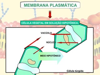 MEMBRANA PLASMÁTICA
 MEMBRANA PLASMÁTICA



CÉLULA VEGETAL EM SOLUÇÃO HIPOTÔNICA.


            VACÚOLO



                NÚCLEO




            MEIO HIPOTÔNICO




                              Célula túrgida
 