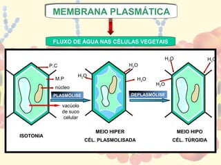 MEMBRANA PLASMÁTICA
           MEMBRANA PLASMÁTICA


            FLUXO DE ÁGUA NAS CÉLULAS VEGETAIS


                                                       H2O                H2O
           P.C                             H2O

                       H2O
             M.P                               H2O
                                                     H2O
             núcleo
            PLASMÓLISE                     DEPLASMÓLISE

                 vacúolo
                 de suco
                 celular

                              MEIO HIPER                     MEIO HIPO
ISOTONIA
                           CÉL. PLASMOLISADA               CÉL. TÚRGIDA
 