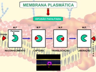 MEMBRANA PLASMÁTICA
                     MEMBRANA PLASMÁTICA


                          DIFUSÃO FACILITADA


            M.P            M.P            M.P          M.P
          Permease
Glicose



                                                                G
                                                                L
                                                                I
                                                                C
    RECONHECIMENTO       CAPTURA     TRANSLOCAÇÃO   LIBERAÇÃO   O
                                                                S
                                                                E
 