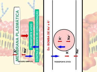 K+
             MEMBRANA PLASMÁTICA
                    Na+
                          TRANSPORTE ATIVO




  DIFUSÃO SIMPLES
              CONTRA GRADIENTE DE CONCENTRAÇÃO



                     Ex: BOMBA DE Na+ e K+



                               K+

                    K+         Na+
TRANSPORTE ATIVO




                    Na+
 