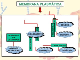 MEMBRANA PLASMÁTICA
         MEMBRANA PLASMÁTICA




                                                    FAGOCITOSE
                                                                     SÓLIDOS




                                                        PINOCITOSE
                          ENDOCITOSE
             ENGLOBAMENTO                                            LÍQUIDOS
TRASPORTE
    EM
QUANTIDADE
              EXOCITOSE




                                                    CLASMOCITOSE
 GRANDES
MOLÉCULAS                              ELIMINAÇÃO                      RESÍDUOS
 