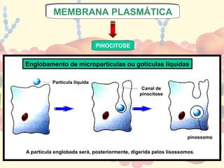 MEMBRANA PLASMÁTICA
           MEMBRANA PLASMÁTICA


                               PINOCITOSE


Englobamento de micropartículas ou gotículas líquidas

           Partícula líquida
                                                Canal de
                                               pinocitose




                                                                   pinossomo


A partícula englobada será, posteriormente, digerida pelos lisossomos.
 