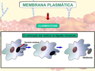 MEMBRANA PLASMÁTICA
MEMBRANA PLASMÁTICA




                CLASMOCITOSE



É a eliminação dos resíduos da digestão intracelular.


 Vacúolo resídual




                                                        RESÍDUOS
 