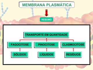 MEMBRANA PLASMÁTICA
      MEMBRANA PLASMÁTICA


                RESUMO




       TRANSPORTE EM QUANTIDADE


FAGOCITOSE    PINOCITOSE    CLASMOCITOSE


 SÓLIDOS       LÍQUIDOS       RESÍDUOS
 