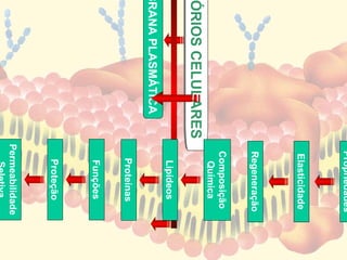 Propriedades
                    Elasticidade
                    Regeneração
                    Composição
                      Química
ÓRIOS CELULARES
ÓRIOS CELULARES
                      Lipídeos
BRANA PLASMÁTICA
                     Proteínas
                      Funções
                     Proteção
                   Permeabilidade
 