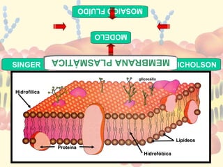 MOSAICO FLUÍDO


                             MODELO


              MEMBRANA PLASMÁTICA
              MEMBRANA PLASMÁTICA
SINGER                                                   NICHOLSON
                                       glicocálix


Hidrofílica




                                                         Lipídeos
               Proteína
                                           Hidrofóbica
 