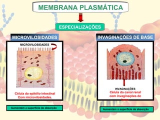 MEMBRANA PLASMÁTICA
                   MEMBRANA PLASMÁTICA

                                    ESPECIALIZAÇÕES

MICROVILOSIDADES                                 INVAGINAÇÕES DE BASE
      MICROVILOSIDADES




                                                              INVAGINAÇÕES
  Célula do epitélio intestinal                           Célula do canal renal
    Com microvilosidades.                                 com invaginações de
                                                                  base.

Aumentam a superfície de absorção                     Aumentam a superfície de absorção
 