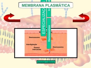 Interdigi
                       ESPECIALIZAÇÕES
MEMBRANA PLASMÁTICA
MEMBRANA




                                         Demossomos
                   Meio extracelular


    Desmossomo



 Interdigitação
          Espaço                                      Desmossomo
        intercelular




                  Aumentam a aderência
 