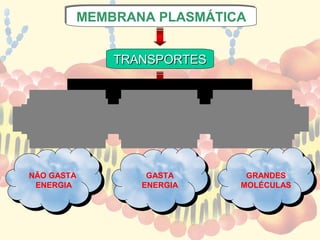 MEMBRANA PLASMÁTICA
          MEMBRANA PLASMÁTICA


                 TRANSPORTES



  P a s s iv o      A t iv o   Q u a n t id a d e


NÃO GASTA            GASTA            GRANDES
 ENERGIA            ENERGIA          MOLÉCULAS
 