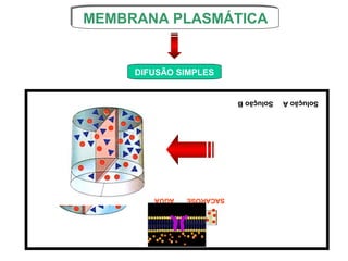 MEMBRANA PLASMÁTICA
MEMBRANA PLASMÁTICA


     DIFUSÃO SIMPLES


                          Solução B   Solução A




        ÁGUA   SACAROSE
 