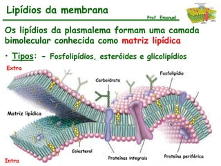 Lipídios da membrana
                                                           Prof. Emanuel


Os lipídios da plasmalema formam uma camada
bimolecular conhecida como matriz lipídica
• Tipos: - Fosfolipídios, esteróides e glicolipídios
Extra
                                                                Fosfolipídio
                                Carboidrato




Matriz lipídica




                   Colesterol
                                     Proteínas integrais          Proteína periférica
Intra
 