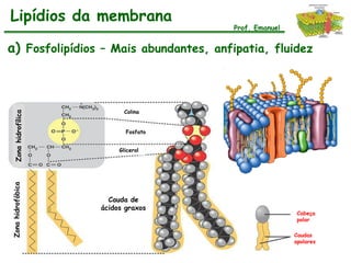 Lipídios da membrana
                                        Prof. Emanuel


a) Fosfolipídios – Mais abundantes, anfipatia, fluidez



                            Colina
  Zona hidrofílica




                            Fosfato


                          Glicerol
Zona hidrofóbica




                       Cauda de
                     ácidos graxos
                                                         Cabeça
                                                         polar

                                                        Caudas
                                                        apolares
 
