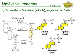 Lipídios da membrana
                                        Prof. Emanuel


b) Esteróides – Colesterol (animais), regulador de fluidez
 