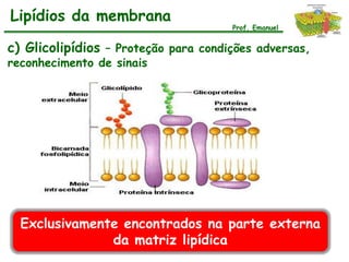 Lipídios da membrana
                                      Prof. Emanuel


c) Glicolipídios – Proteção para condições adversas,
reconhecimento de sinais




  Exclusivamente encontrados na parte externa
               da matriz lipídica
 