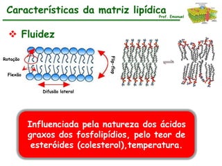 Características da matriz lipídica        Prof. Emanuel




   Fluidez

Rotação




                               Flip-flop
 Flexão


             Difusão lateral




          Influenciada pela natureza dos ácidos
          graxos dos fosfolipídios, pelo teor de
           esteróides (colesterol),temperatura.
 