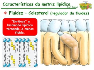 Características da matriz lipídica
                                 Prof. Emanuel



 Fluidez – Colesterol (regulador da fluidez)
     “Enrijece” a
  bicamada lipídica
 tornando-a menos
       fluida.
 