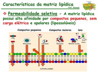 Características da matriz lipídica
                                          Prof. Emanuel



 Permeabilidade seletiva - A matriz lipídica
possui alta afinidade por compostos pequenos, sem
carga elétrica e apolares (lipossolúveis)
       Compostos pequenos   Compostos maiores        íons
 