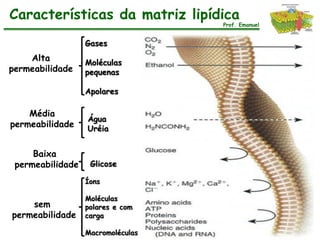 Características da matriz lipídica
                                   Prof. Emanuel


                  Gases
    Alta          Moléculas
permeabilidade    pequenas

                  Apolares

    Média
                  Água
permeabilidade    Uréia


     Baixa
 permeabilidade    Glicose

                  Íons

                  Moléculas
    sem           polares e com
permeabilidade    carga

                  Macromoléculas
 