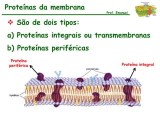 Proteínas da membrana
                           Prof. Emanuel


 São de dois tipos:
a) Proteínas integrais ou transmembranas
b) Proteínas periféricas
  Proteína
 periférica                         Proteína integral
 
