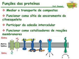 Funções das proteínas
                                   Prof. Emanuel

   Mediar o transporte de compostos
   Funcionar como sítio de ancoramento do
  citoesqueleto
   Participar da adesão intercelular
   Funcionar como catalisadores de reações
  membranares
Extra


Matriz
lipídica



Intra
 
