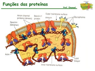 Funções das proteínas
                        Prof. Emanuel
 