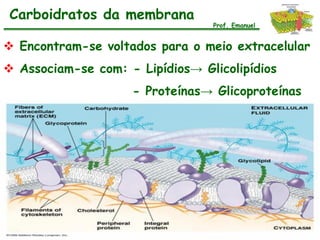 Carboidratos da membrana
                                 Prof. Emanuel


 Encontram-se voltados para o meio extracelular
 Associam-se com: - Lipídios→ Glicolipídios
                    - Proteínas→ Glicoproteínas
 