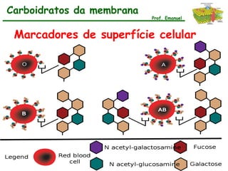 Carboidratos da membrana
                           Prof. Emanuel



 Marcadores de superfície celular
 