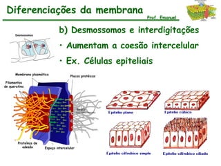 Diferenciações da membrana
                                                          Prof. Emanuel


      Desmossomos
                                b) Desmossomos e interdigitações
                                • Aumentam a coesão intercelular
                                • Ex. Células epiteliais
      Membrana plasmática
                                       Placas protéicas

 Filamentos
de queratina




        Proteínas de
           adesão      Espaço intercelular
 