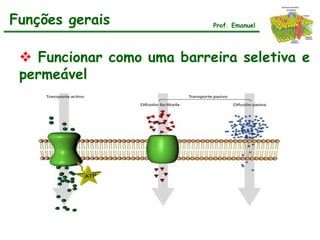 Funções gerais             Prof. Emanuel




  Funcionar como uma barreira seletiva e
 permeável
 