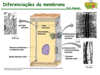 Diferenciações da membrana
                             Prof. Emanuel
 
