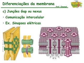 Diferenciações da membrana
                             Prof. Emanuel


c) Junções Gap ou nexus
• Comunicação intercelular
• Ex. Sinapses elétricas
 