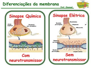 Diferenciações da membrana
                             Prof. Emanuel




  Sinapse Química      Sinapse Elétrica




         Com                 Sem
   neurotransmissor    neurotransmissor
 