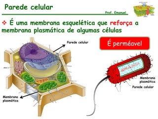 Parede celular
                                     Prof. Emanuel


 É uma membrana esquelética que reforça a
membrana plasmática de algumas células
                    Parede celular
                                      É perméavel




                                                         Membrana
                                                         plasmática
                                                     Parede celular


Membrana
plasmática
 
