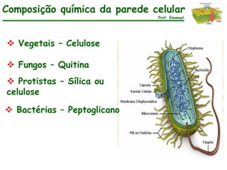 Composição química da parede celular
                              Prof. Emanuel




 Vegetais – Celulose

 Fungos – Quitina
 Protistas – Sílica ou
celulose

 Bactérias – Peptoglicano
 