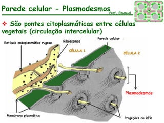 Parede celular - PlasmodesmosProf. Emanuel

 São pontes citoplasmáticas entre células
vegetais (circulação intercelular)
                                              Parede celular
Retículo endoplasmático rugoso   Ribossomos




                                                               Plasmodesmos




 Membrana plasmática
                                                               Projeções do RER
 
