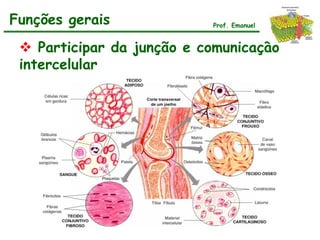 Funções gerais             Prof. Emanuel


  Participar da junção e comunicação
 intercelular
 